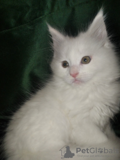 Photo №2 to announcement № 19037 for the sale of maine coon - buy in Belarus private announcement
