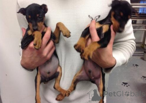 Photo №1. miniature pinscher - for sale in the city of Leipzig | negotiated | Announcement № 175167
