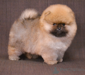 Photo №1. pomeranian - for sale in the city of Minsk | 800$ | Announcement № 20445