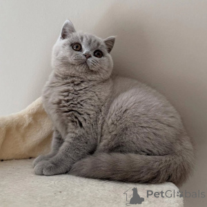 Photo №2 to announcement № 155695 for the sale of british shorthair - buy in Austria private announcement