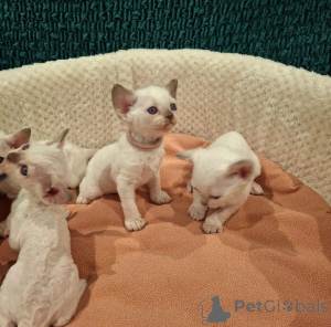 Photo №1. devon rex - for sale in the city of Neurppin | 465$ | Announcement № 178442