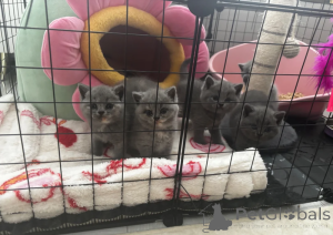 Photo №1. british shorthair - for sale in the city of Bielefeld | 361$ | Announcement № 172288