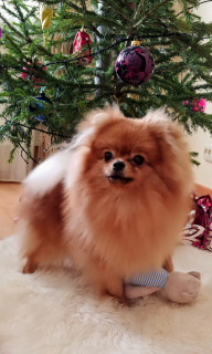 Photo №1. pomeranian - for sale in the city of Тольятти | 999$ | Announcement № 4662