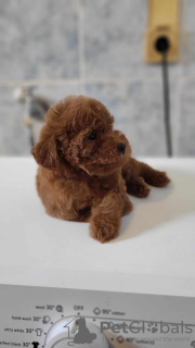 Additional photos: Mini poodle puppies