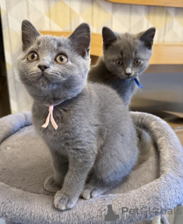 Photo №1. british shorthair - for sale in the city of Paris | 3$ | Announcement № 156144