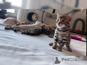 Photo №1. birman - for sale in the city of Affalterbach | 329$ | Announcement № 147304