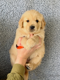 Photo №2 to announcement № 166037 for the sale of golden retriever - buy in Germany breeder