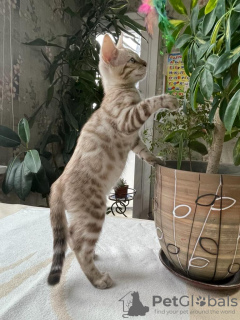 Photo №4. I will sell bengal cat in the city of Гамбург. private announcement, from nursery, breeder - price - negotiated