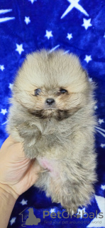 Photo №4. I will sell pomeranian in the city of Belgrade.  - price - negotiated