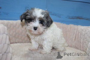 Photo №3. MaltiPoo Puppies Available Now !!. Germany
