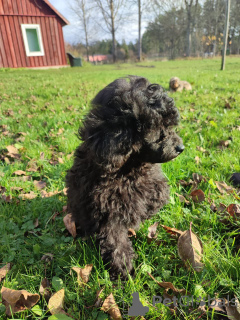 Photo №4. I will sell poodle (toy) in the city of Tallinn. from nursery - price - 1040$