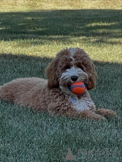 Photo №2 to announcement № 157219 for the sale of labradoodle - buy in Finland private announcement