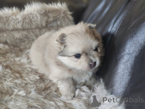 Photo №3. Adorable pomeranians. United States