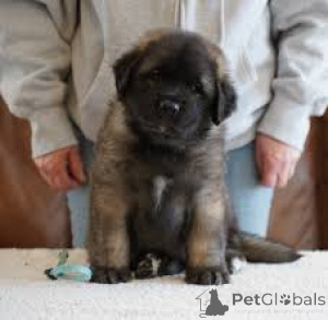 Photo №2 to announcement № 163873 for the sale of leonberger - buy in Netherlands private announcement, breeder