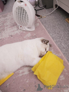 Photo №4. I will sell british shorthair in the city of Badenheim.  - price - 216$