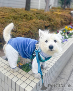 Photo №2 to announcement № 144432 for the sale of west highland white terrier - buy in United Kingdom breeder