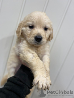 Additional photos: Adorable Golden Retriever puppies ready to join their new and forever home for