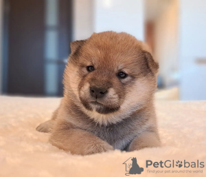 Photo №3. Black and red Shiba puppies. Belarus