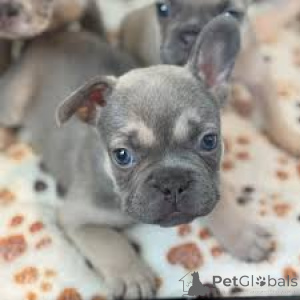 Photo №1. french bulldog - for sale in the city of Flensburg | 1125$ | Announcement № 167596