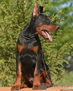 Photo №2 to announcement № 147984 for the sale of non-pedigree dogs - buy in Sweden private announcement