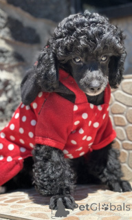 Photo №4. I will sell poodle (dwarf) in the city of Belgrade.  - price - negotiated
