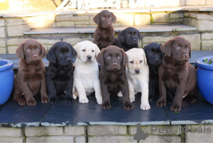 Photo №2 to announcement № 163073 for the sale of labrador retriever - buy in Poland 
