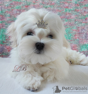 Photo №1. maltese dog - for sale in the city of Kiev | 1320$ | Announcement № 17845