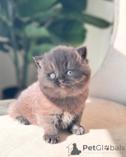 Photo №3. Britisch Kurzhaar zur Vermittlung. Germany