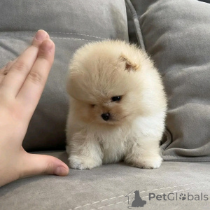 Photo №3. Pomeranian Puppy Available for Adoption . Germany
