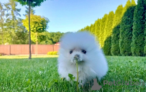 Photo №4. I will sell pomeranian in the city of Bielefeld. private announcement - price - 380$