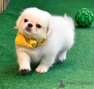 Photo №2 to announcement № 136917 for the sale of pekingese - buy in Switzerland breeder