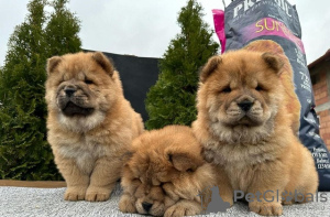 Additional photos: Chow Chow puppies