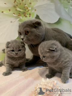 Photo №3. Healthy home trained Scottish Fold kittens available now for sale. Germany