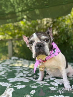Photo №1. french bulldog - for sale in the city of Glasgow | negotiated | Announcement № 151726