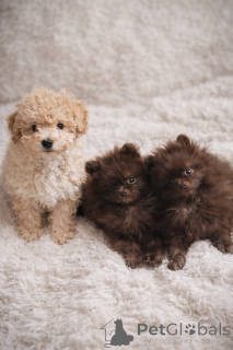 Photo №3. Miniature Spitz/Pomeranian dog chocolate Passport!. Poland