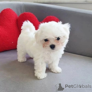 Photo №1. maltese dog - for sale in the city of Salzburg | negotiated | Announcement № 174979