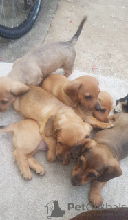 Photo №3. Miniature Dachshund puppies for sale. United States