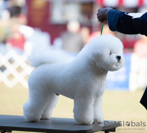 Photo №2 to announcement № 27776 for the sale of bichon frise - buy in United States from nursery
