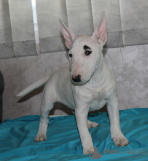 Additional photos: Miniature bull terrier puppies