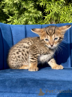 Photo №1. savannah cat - for sale in the city of Erottaja | negotiated | Announcement № 161990