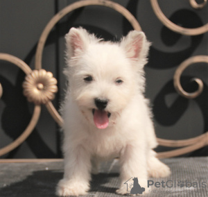 Additional photos: west highland white terrier puppy female