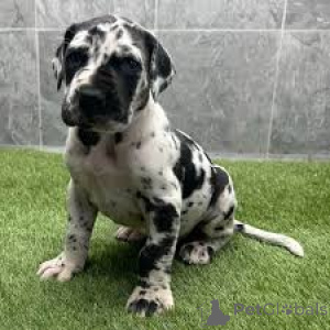 Photo №3. Great Dane Puppies. Switzerland
