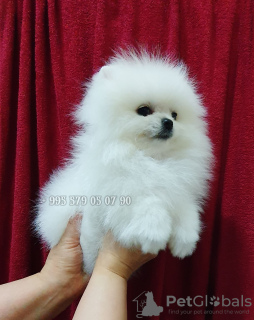 Additional photos: Mini Pomeranian Spitz Boo, bear type.