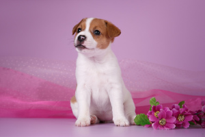 Photo №4. I will sell jack russell terrier in the city of Kirov. breeder - price - 385$