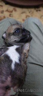 Photo №3. I sell Chihua puppy (boy). Russian Federation