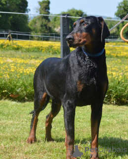 Additional photos: Registered Super Litter of Champion Line Pups