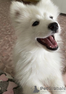 Photo №2 to announcement № 8797 for the sale of samoyed dog - buy in Russian Federation private announcement
