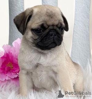 Photo №2 to announcement № 97188 for the sale of pug - buy in Germany breeder