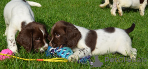 Photo №2 to announcement № 133004 for the sale of english springer spaniel - buy in Lithuania from nursery, from the shelter