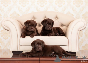 Photo №3. For sale pedigree puppies Labrador Retriever. Ukraine